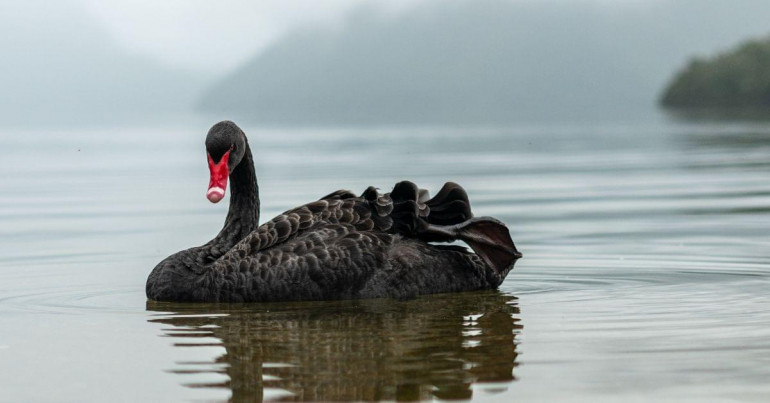 Black Swan